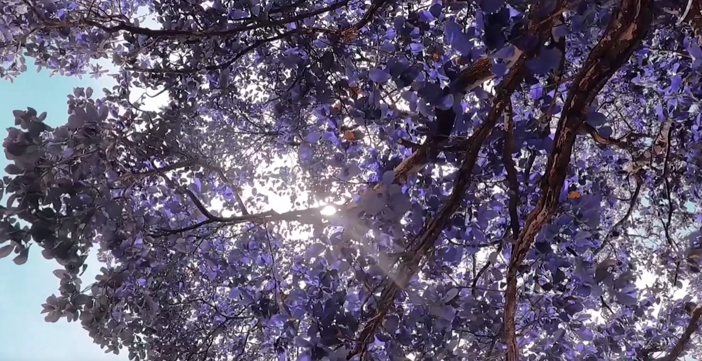 Carica il video: 